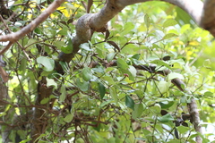 Helicanthes elastica